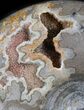 Polished Shloenbacchia Ammonite With Stone Base #35312-2